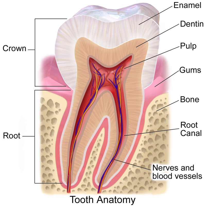 Imagen de Las partes del diente